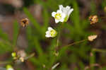 Appalachian stitchwort